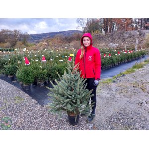 Smrek pichľavý (Picea pungens) ´GLAUCA´ – výška 120-150 cm, kont. C20L
